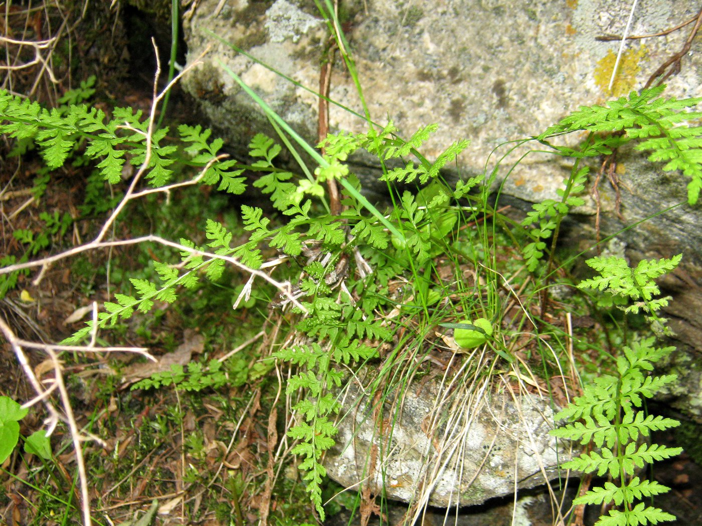 Image of Cystopteris fragilis specimen.