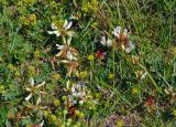 Trifolium polyphyllum. Соцветия. Адыгея, Фишт-Оштеновский массив, гора Оштен, ≈ 2400 м н.у.м., субальпийский луг. 06.07.2017.