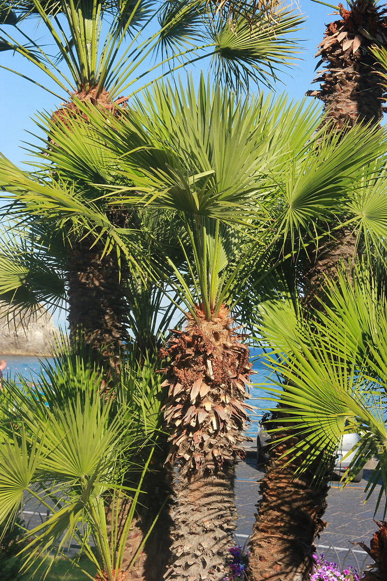 Изображение особи Chamaerops humilis.