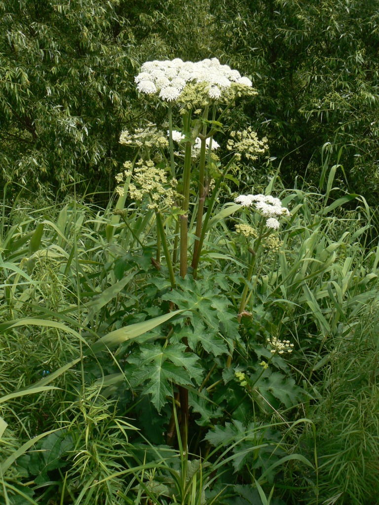 Image of Heracleum dissectum specimen.