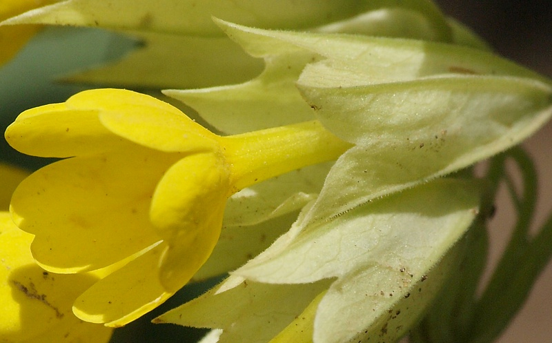 Image of Primula macrocalyx specimen.