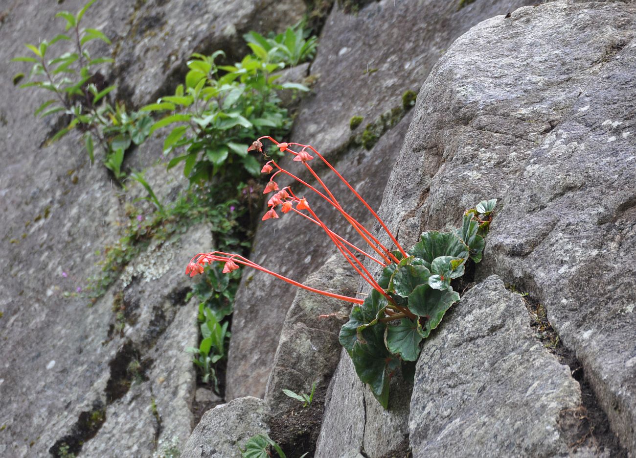 Изображение особи Begonia veitchii.