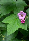 Rubus odoratus