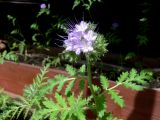Phacelia tanacetifolia