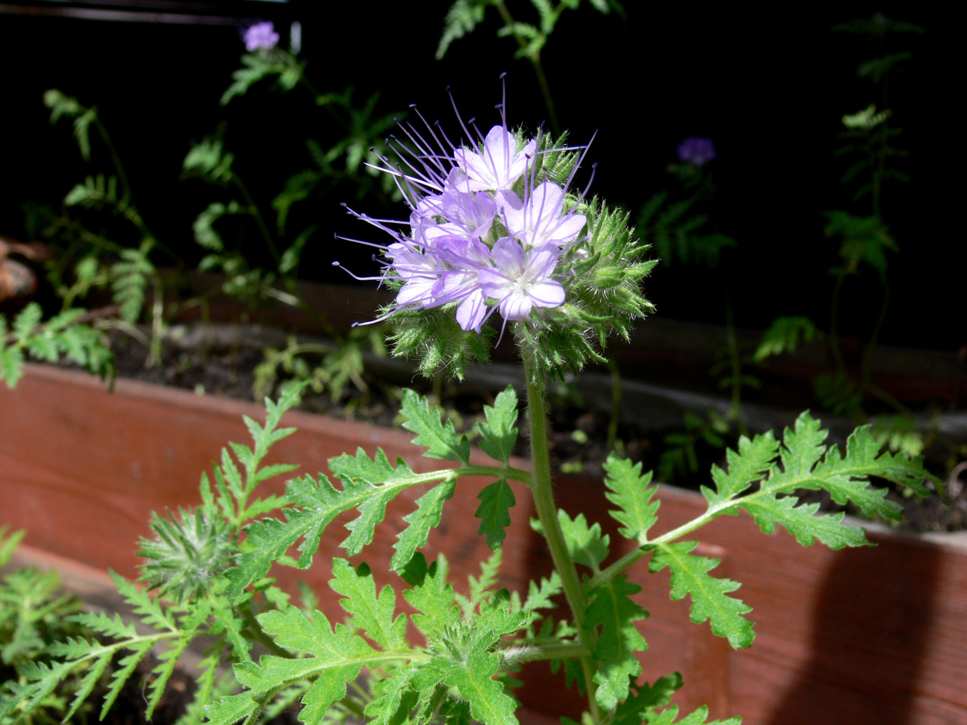 Изображение особи Phacelia tanacetifolia.