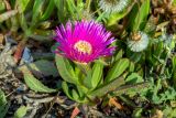 Carpobrotus acinaciformis. Цветущее растение. Израиль, г. Тель-Авив, возле моря. 07.04.2018.