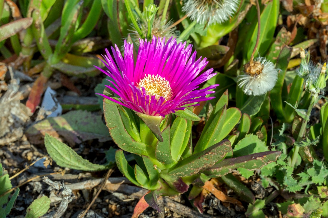 Image of Carpobrotus acinaciformis specimen.