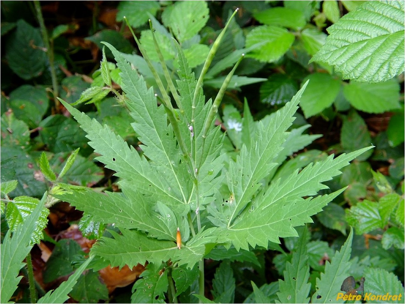 Изображение особи Cardamine glanduligera.