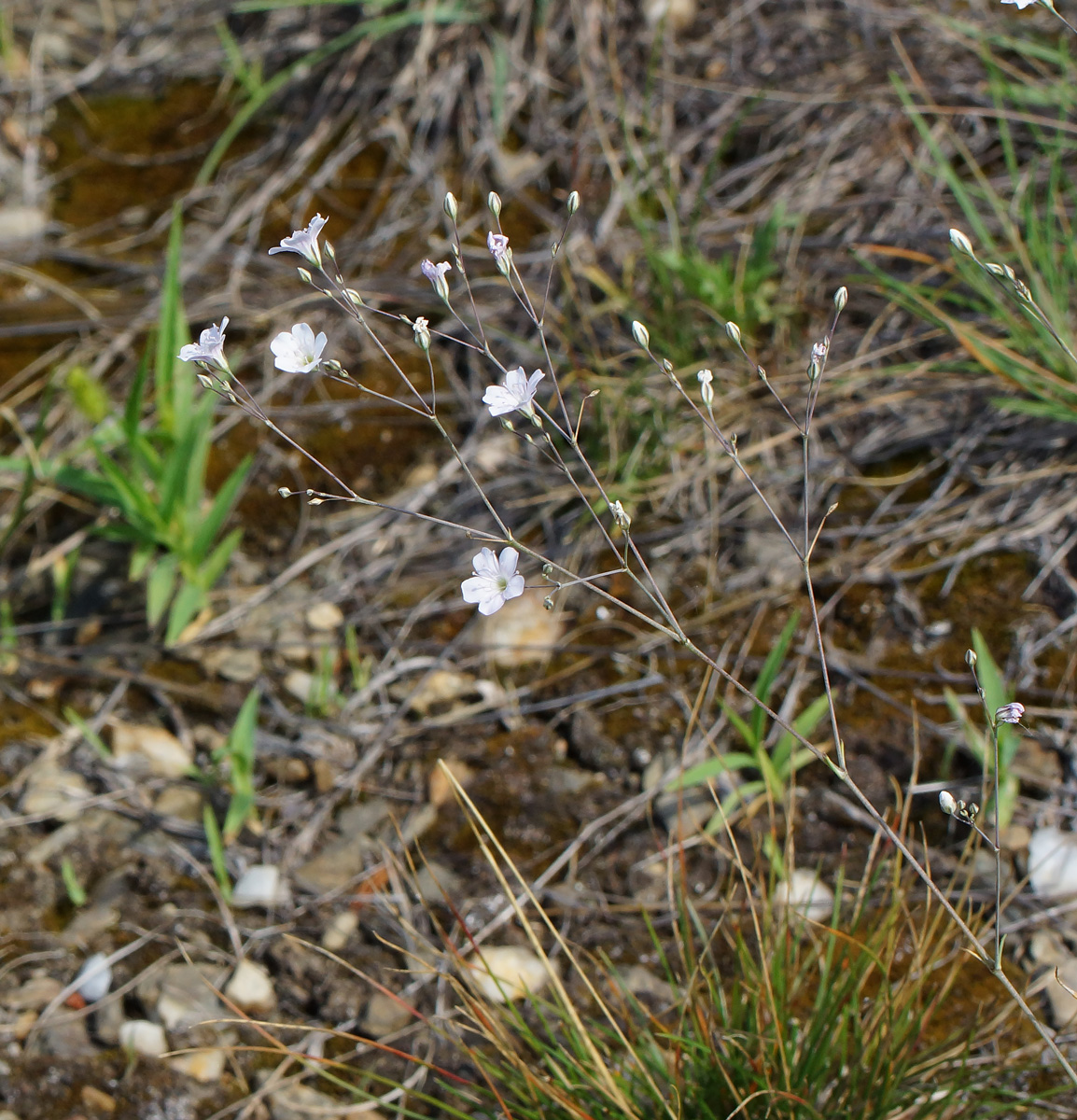 Image of Gypsophila patrinii specimen.