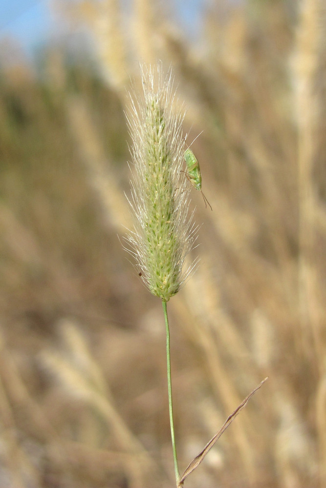 Image of Polypogon maritimus specimen.