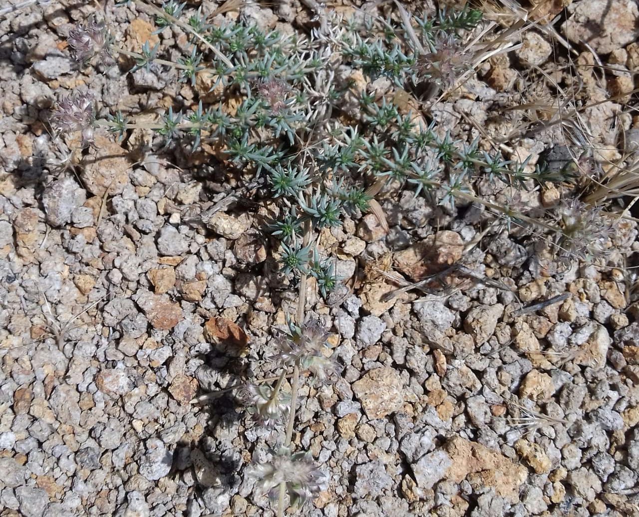 Image of Asperula glomerata specimen.