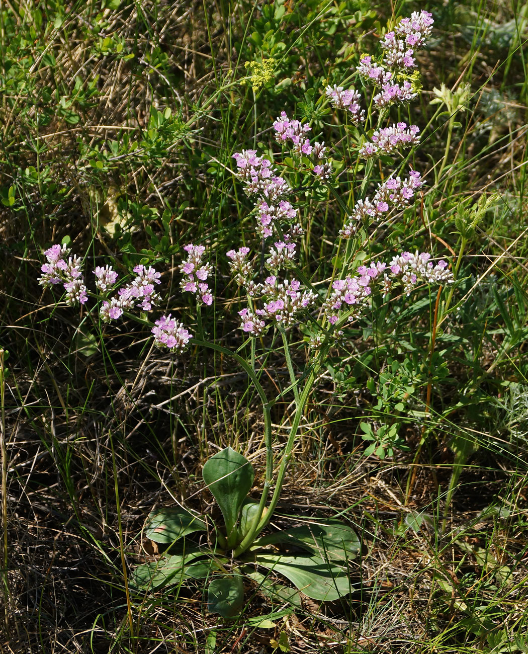 Image of Goniolimon dschungaricum specimen.