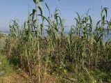 Arundo donax