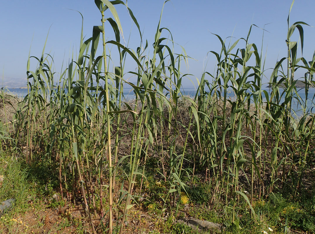 Изображение особи Arundo donax.