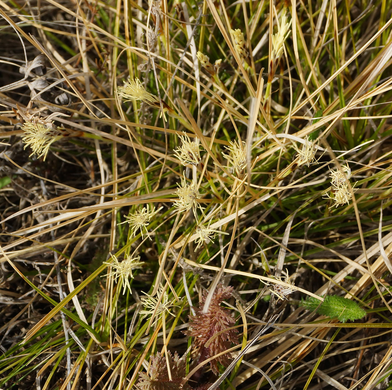 Изображение особи Carex humilis.