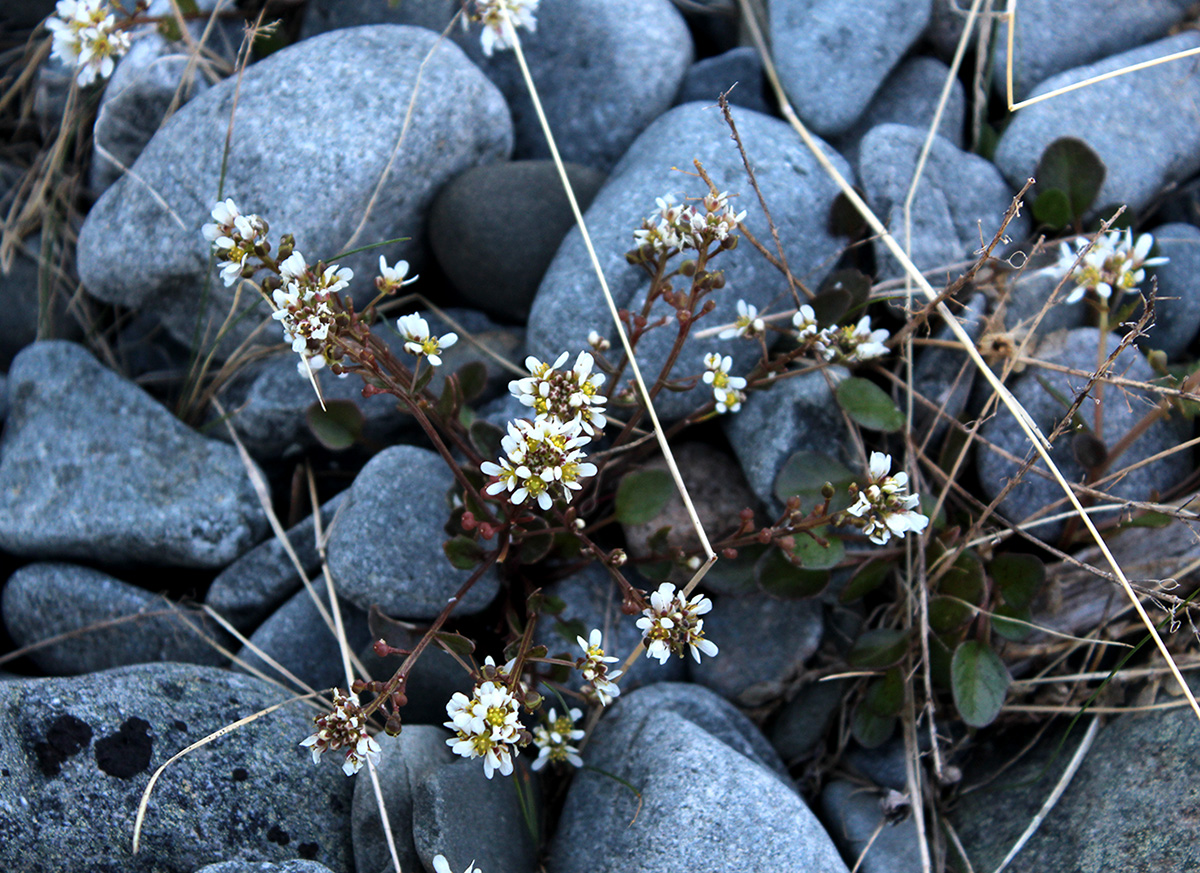 Изображение особи Cochlearia officinalis ssp. norvegica.