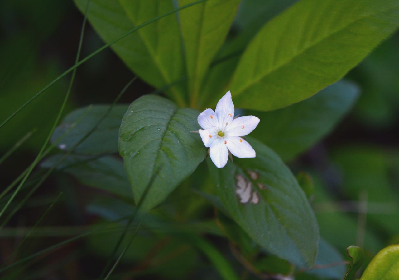 Image of Trientalis europaea specimen.