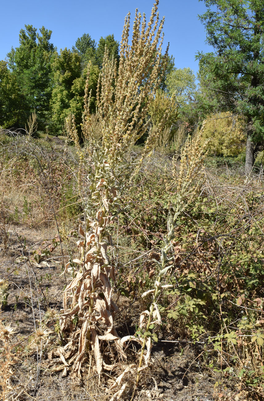 Image of Verbascum songaricum specimen.