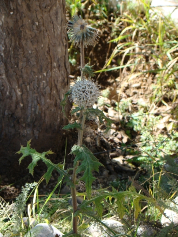 Image of Echinops sphaerocephalus specimen.