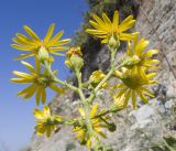 Senecio grandidentatus