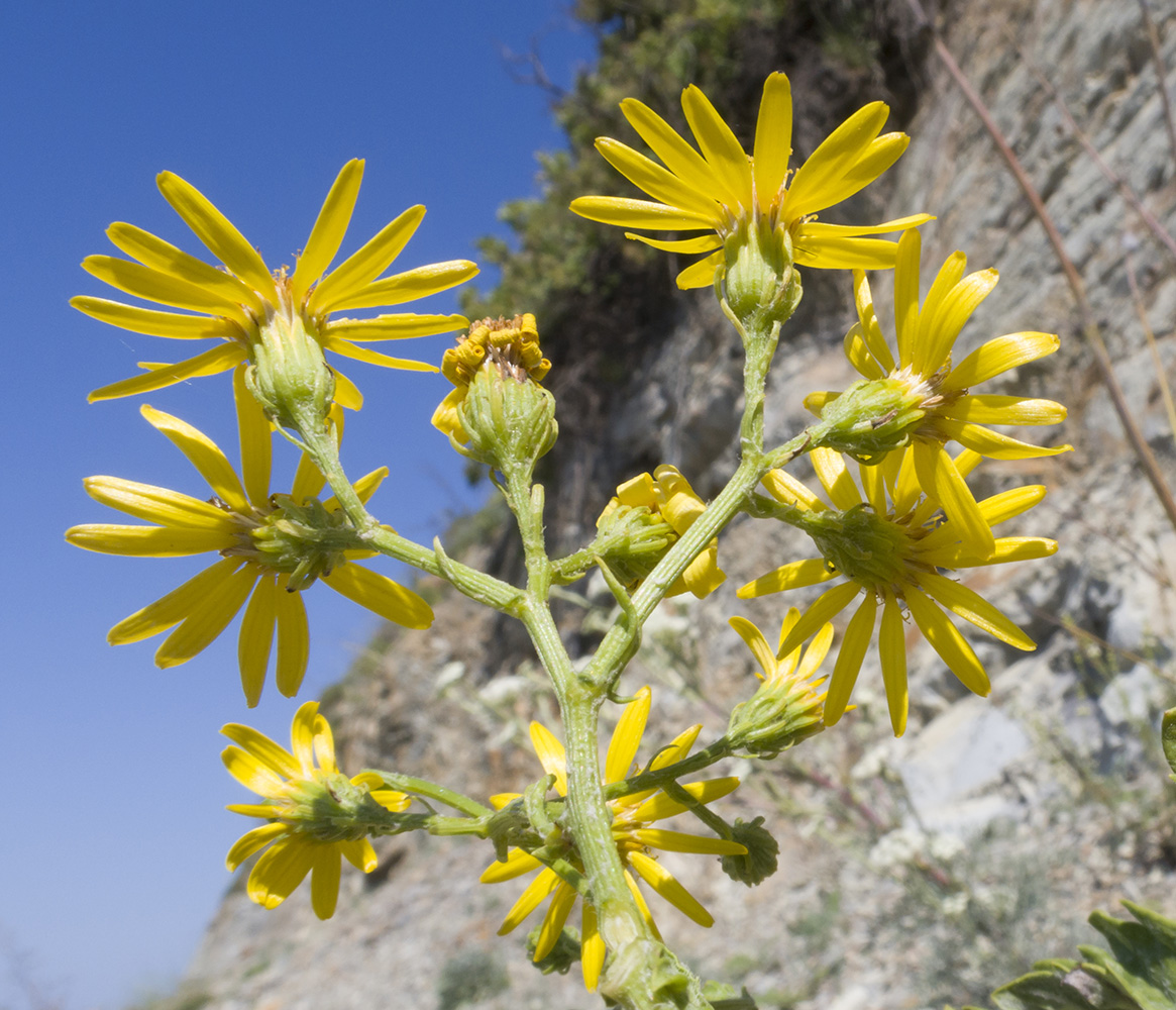 Изображение особи Senecio grandidentatus.