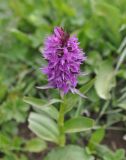 Dactylorhiza euxina