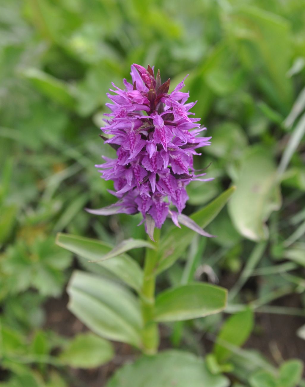 Image of Dactylorhiza euxina specimen.