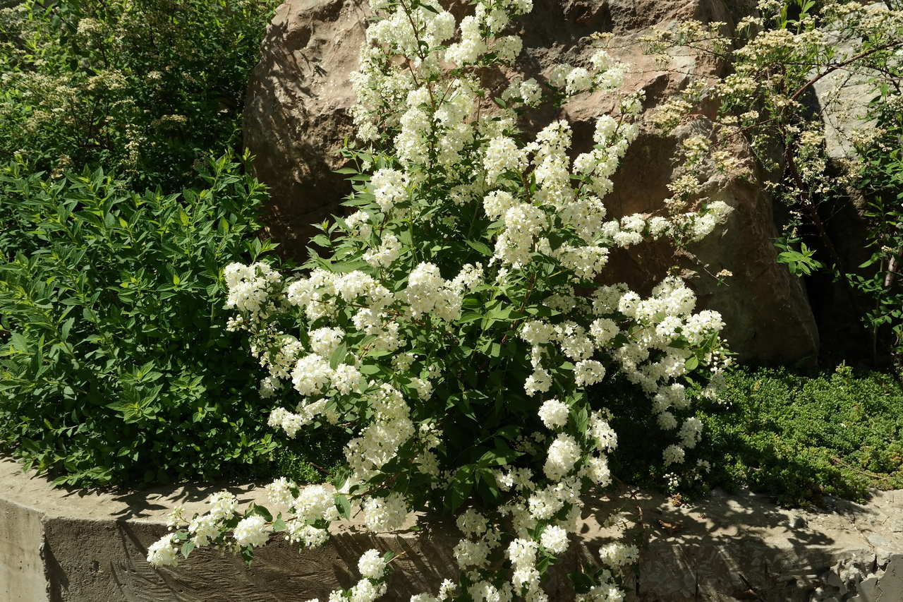 Изображение особи род Deutzia.