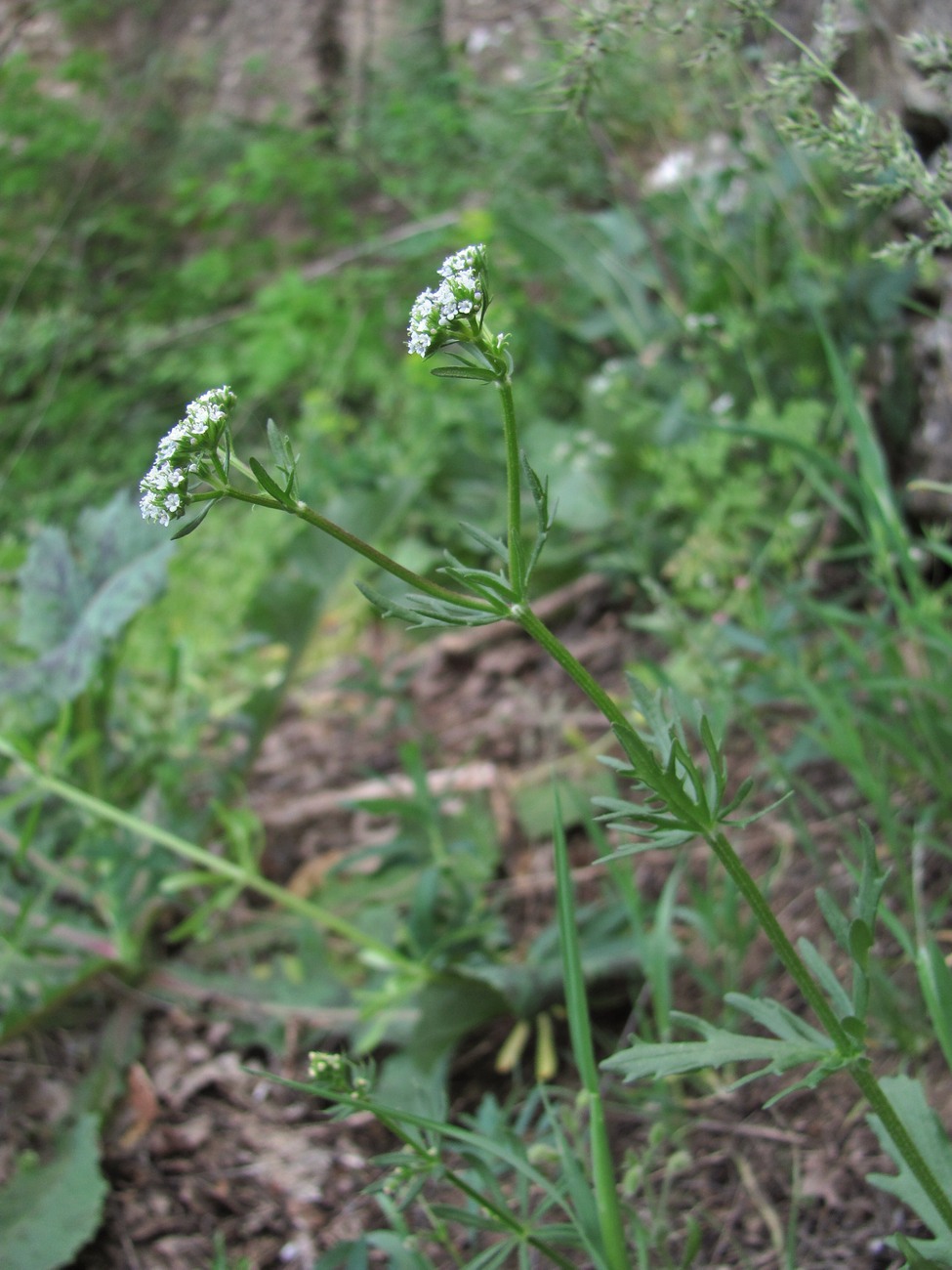 Image of Valerianella uncinata specimen.