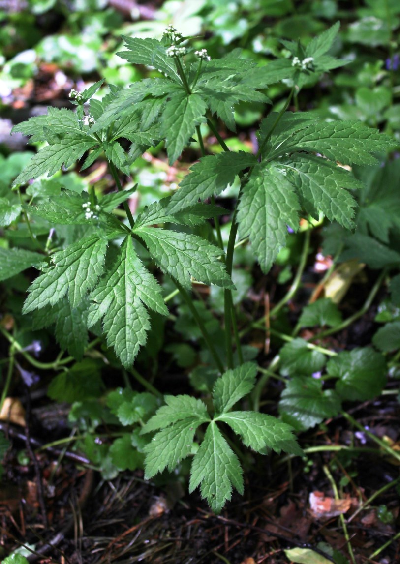 Изображение особи Sanicula uralensis.