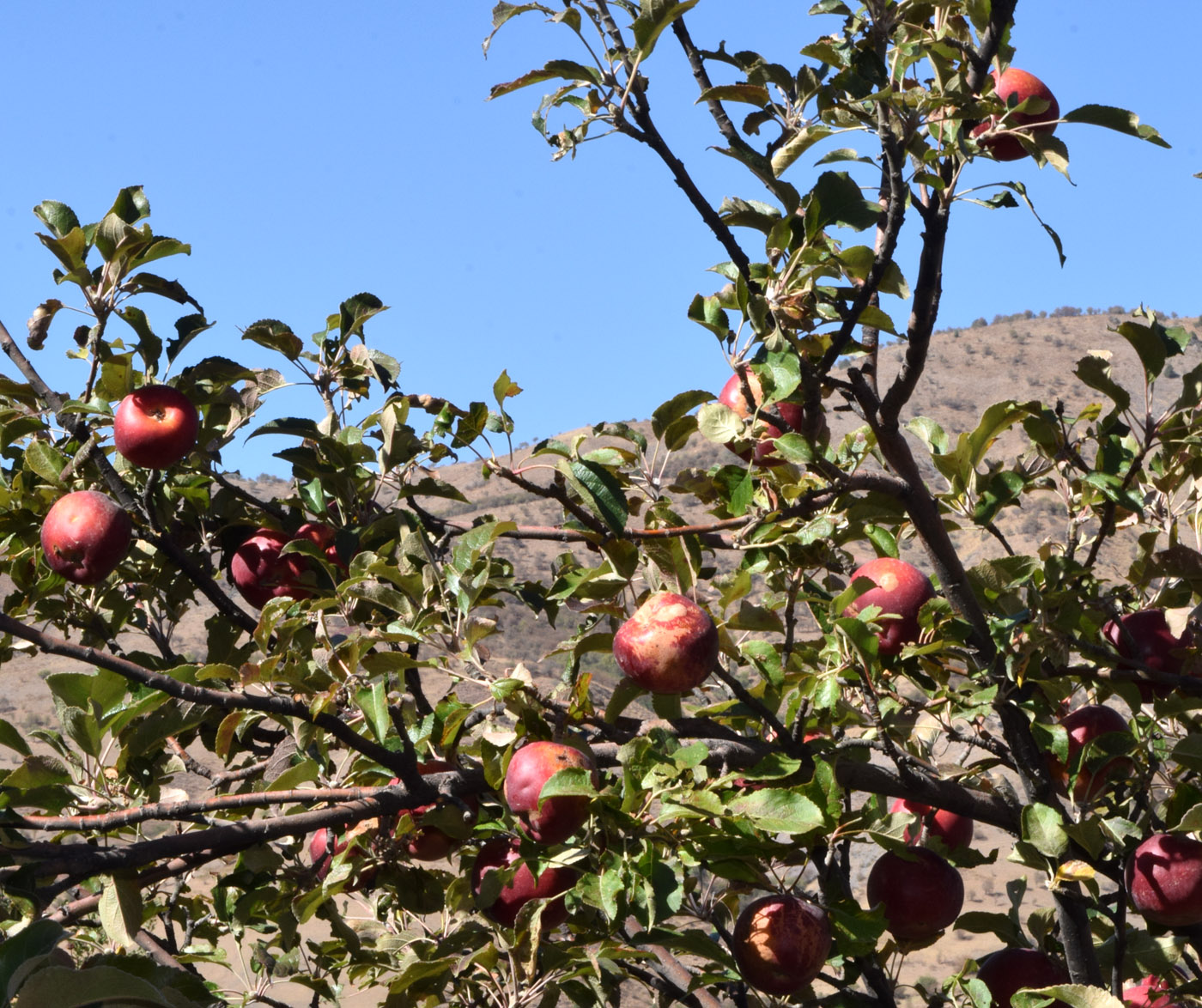 Изображение особи Malus domestica.