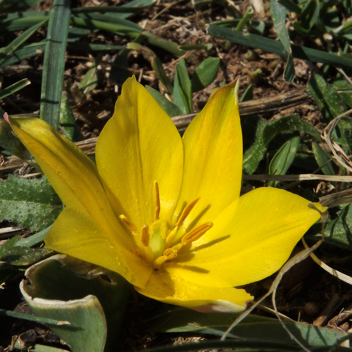 Image of Tulipa ostrowskiana specimen.