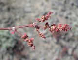 Rumex graminifolius