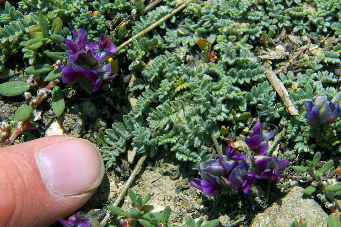 Image of genus Oxytropis specimen.