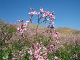 Trachomitum lancifolium. Верхушка цветущего растения в популяции. Южный Казахстан, Сырдарьинский Каратау, горы Улькунбурултау, ≈ 700 м н.у.м., у солоноватого родника Карабастау. 28 июня 2018 г.