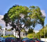 Jacaranda mimosifolia