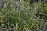 Vicia unijuga