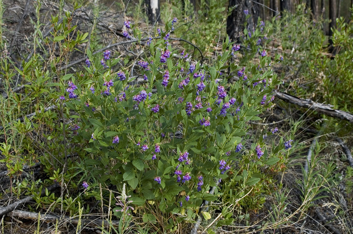 Изображение особи Vicia unijuga.