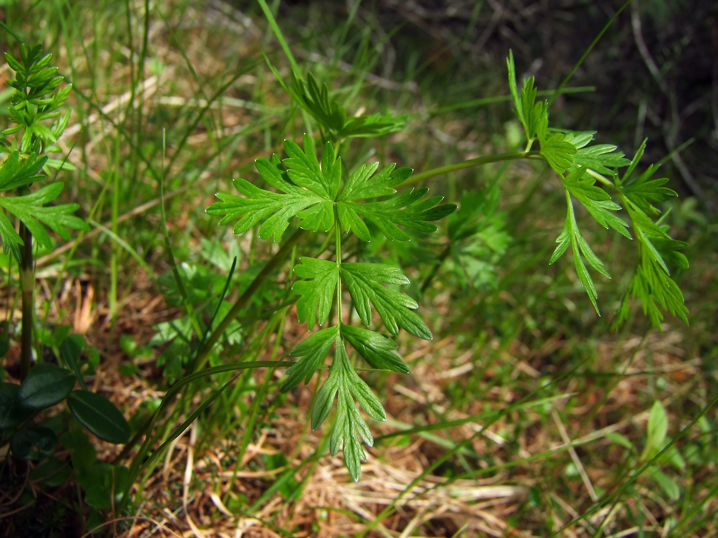 Image of Tilingia ajanensis specimen.