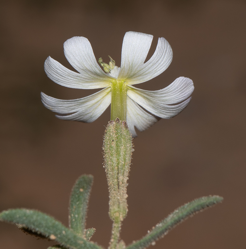 Image of Silene villosa specimen.