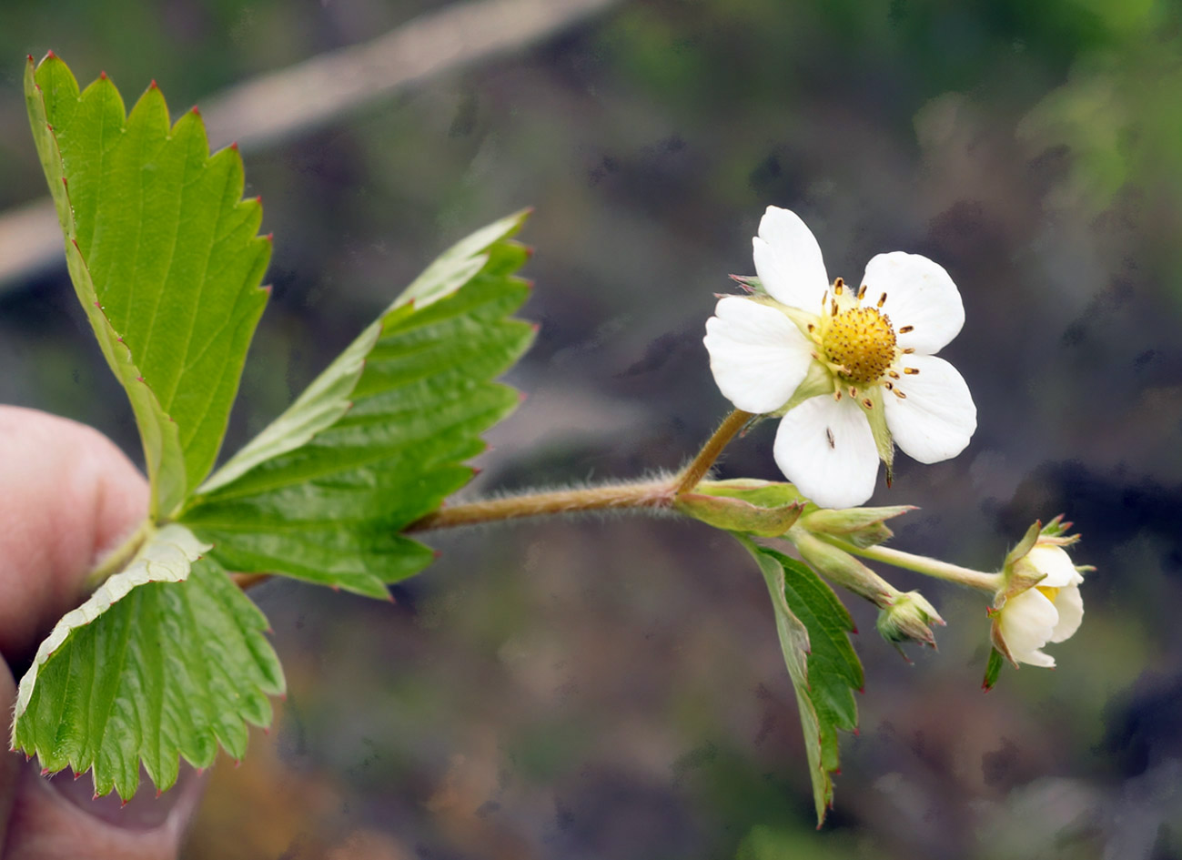 Изображение особи Fragaria orientalis.