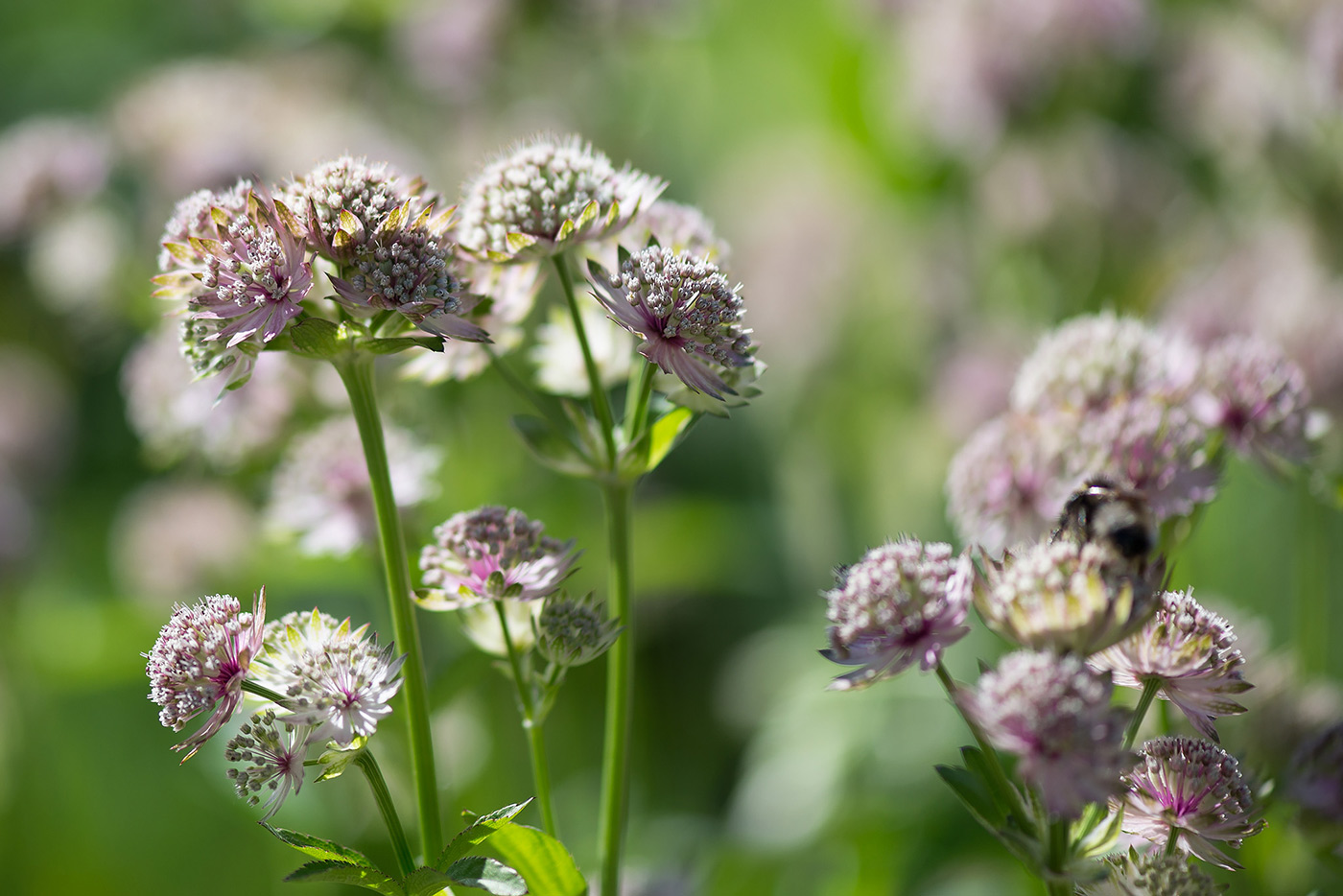 Image of Astrantia major specimen.