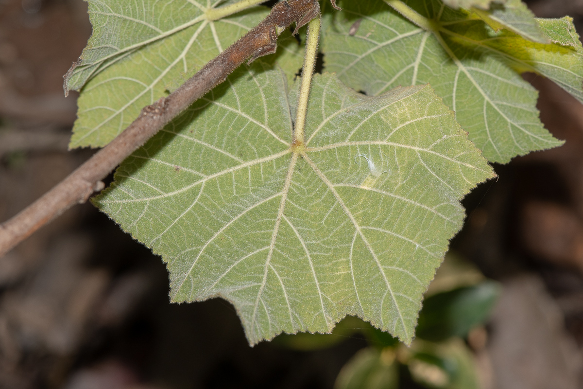 Image of Dombeya burgessiae specimen.