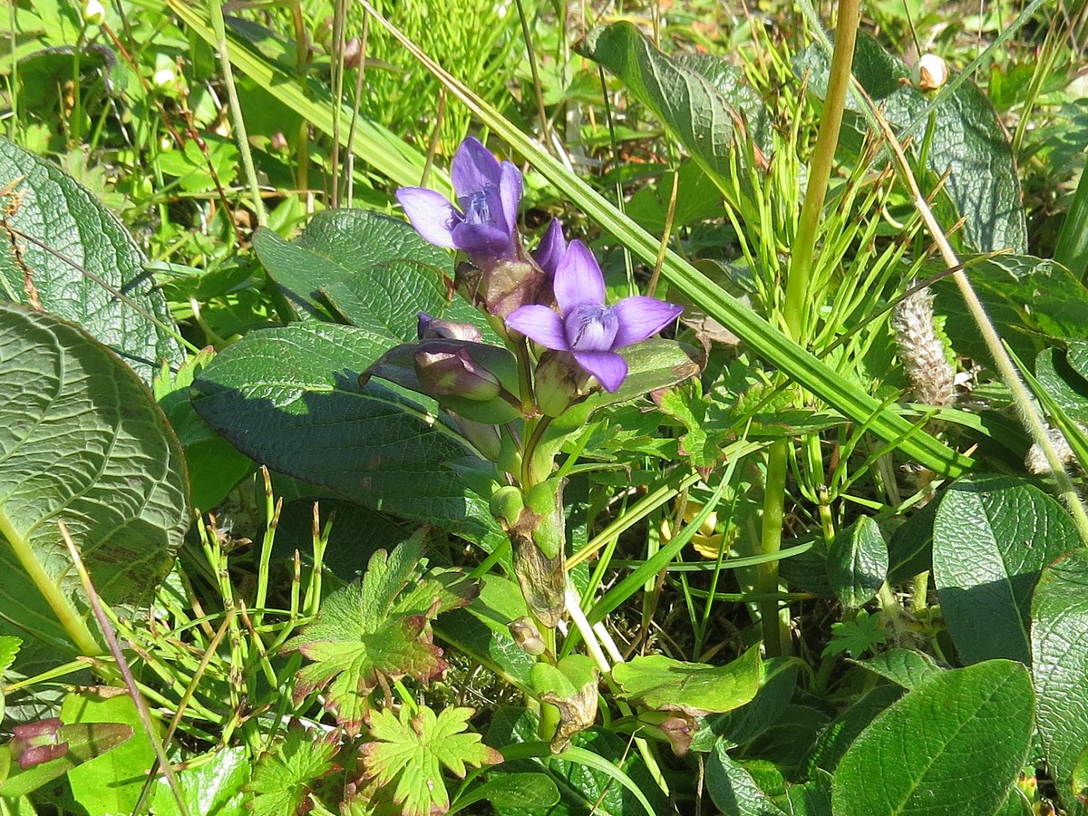 Image of Gentianella auriculata specimen.