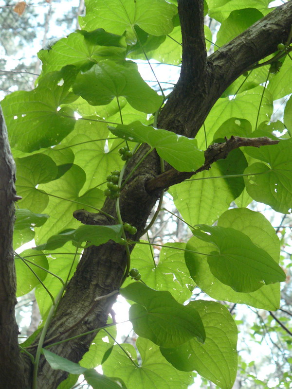 Image of Tamus communis specimen.