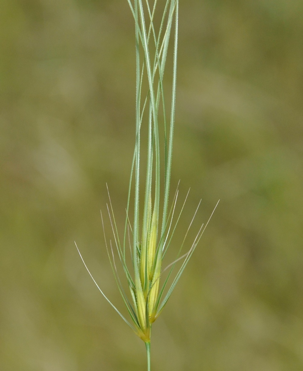 Image of Taeniatherum asperum specimen.