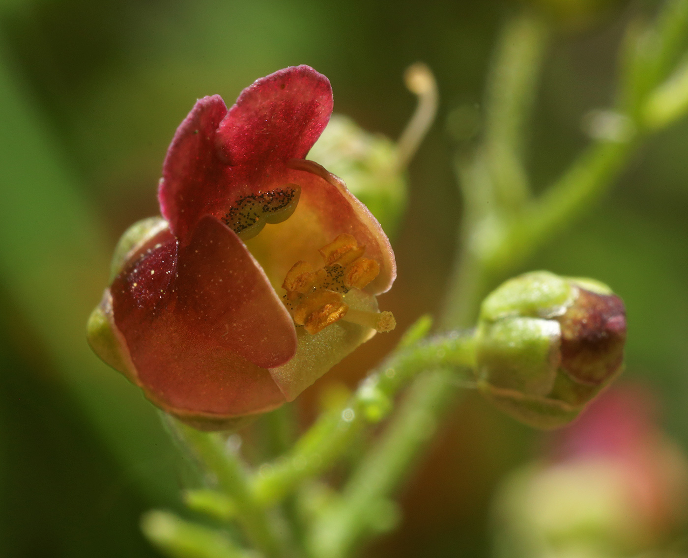 Изображение особи Scrophularia scopolii.