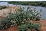Atraphaxis replicata. Цветущее и плодоносящее растение. Астраханская обл., Харабалинский р-н, берег р. Ашулук, осыпающийся сухой склон. 30.04.2019.