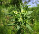 Lithospermum officinale