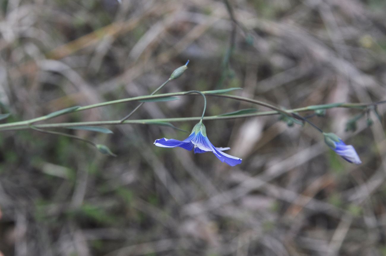 Изображение особи род Linum.